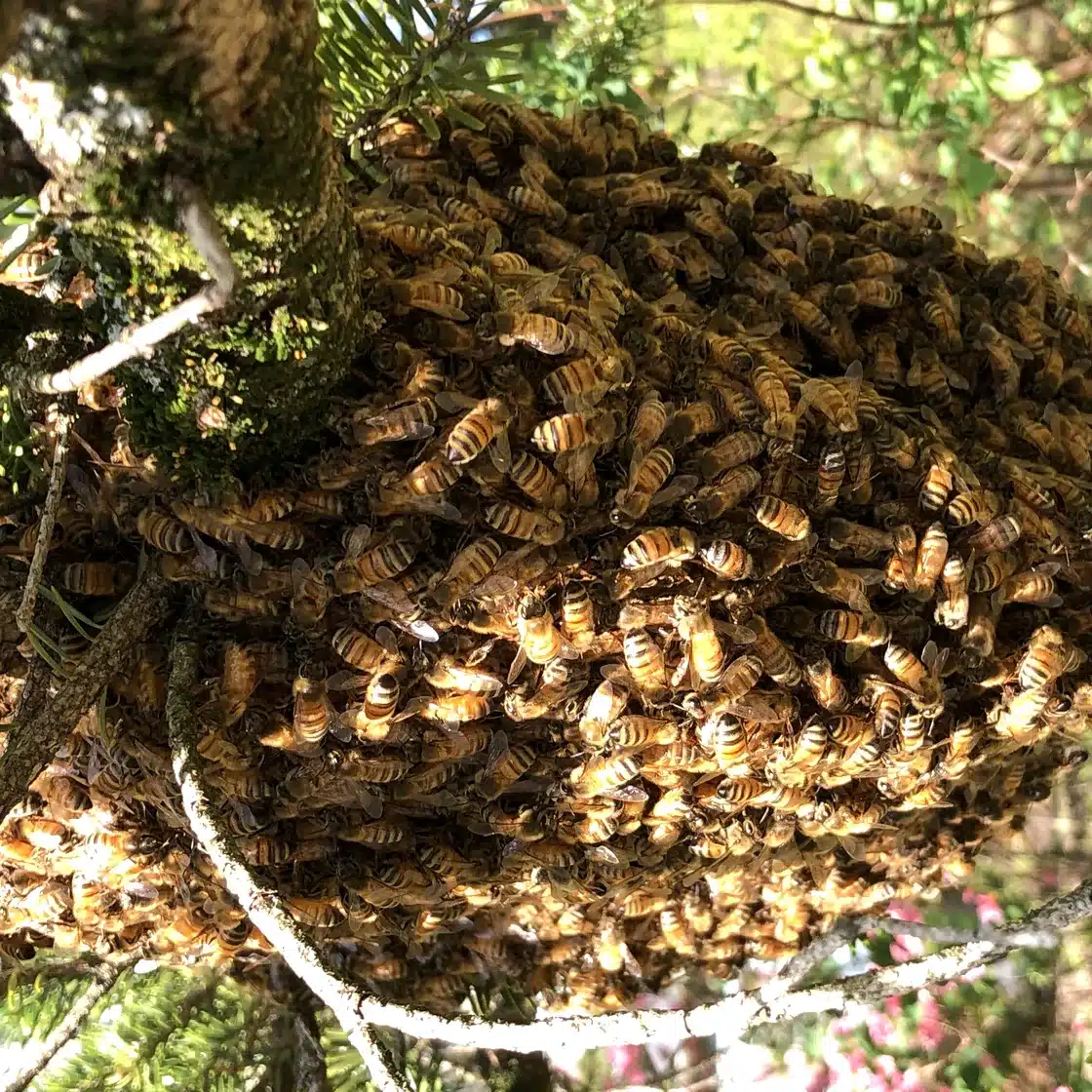 Honey bee swarm clustered along a branch