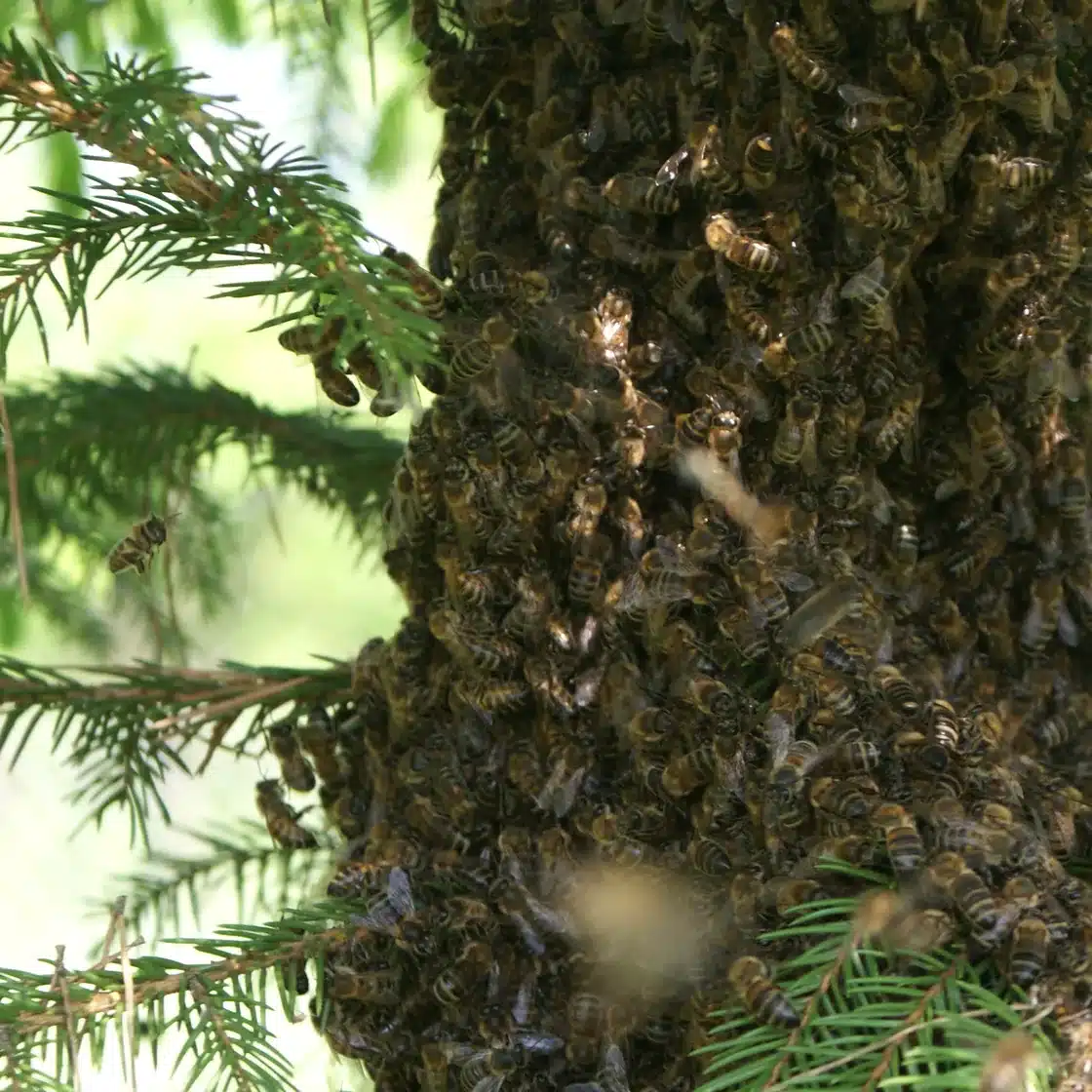 Honey bees clustered thickly on a tree trunk
