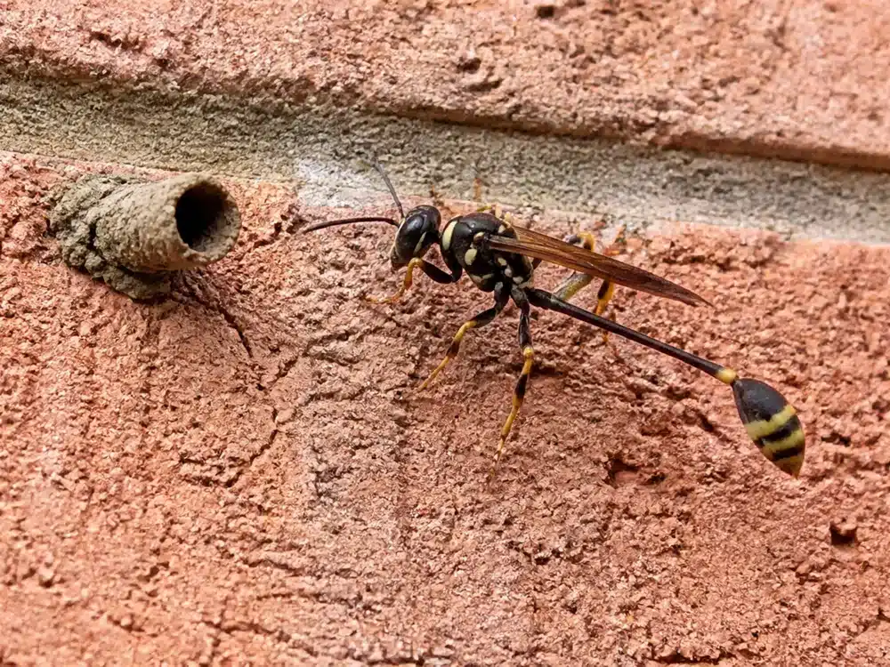 Mud dauber wasp beside its mud nest on brick