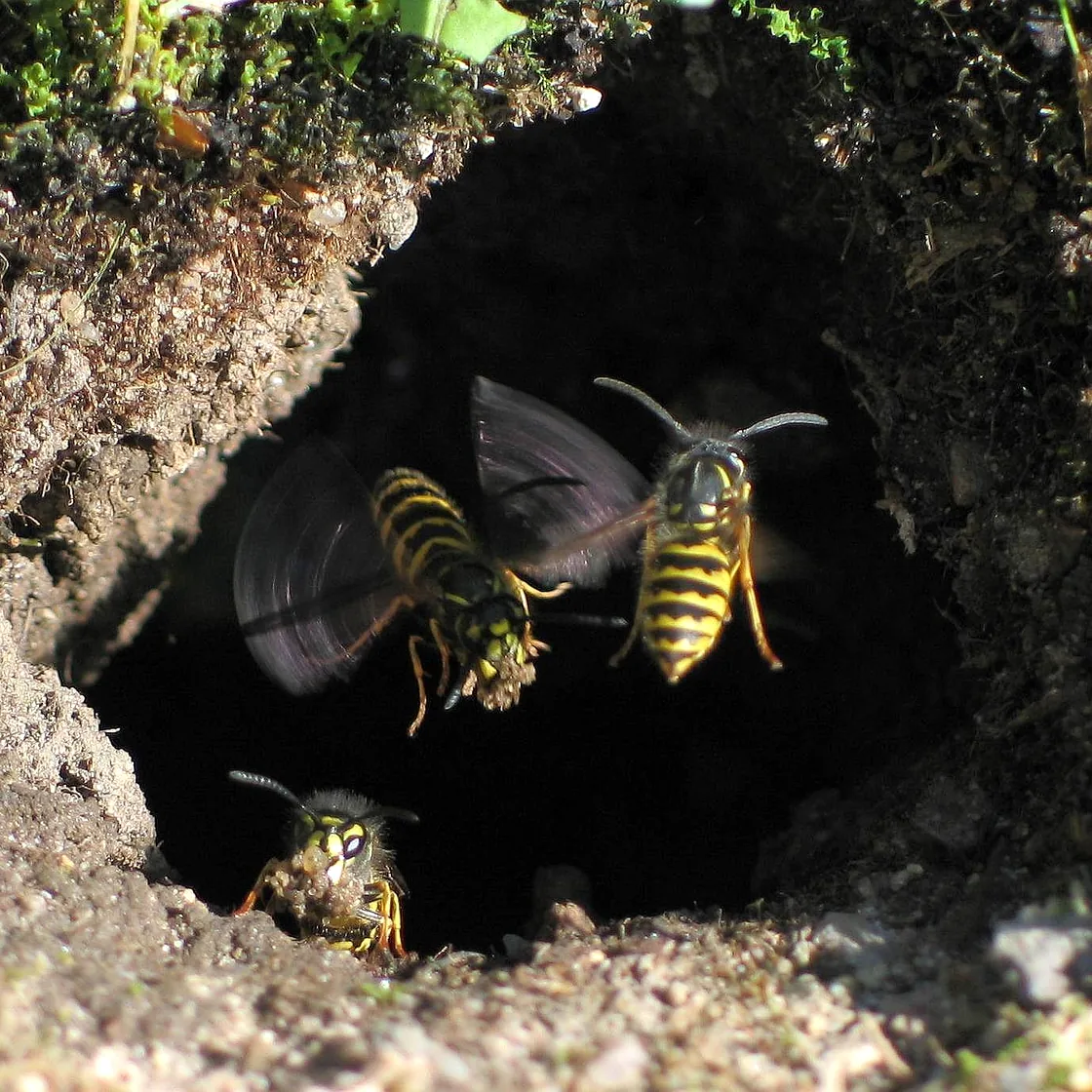 Yellow and black wasps flying in and out of a ground nest