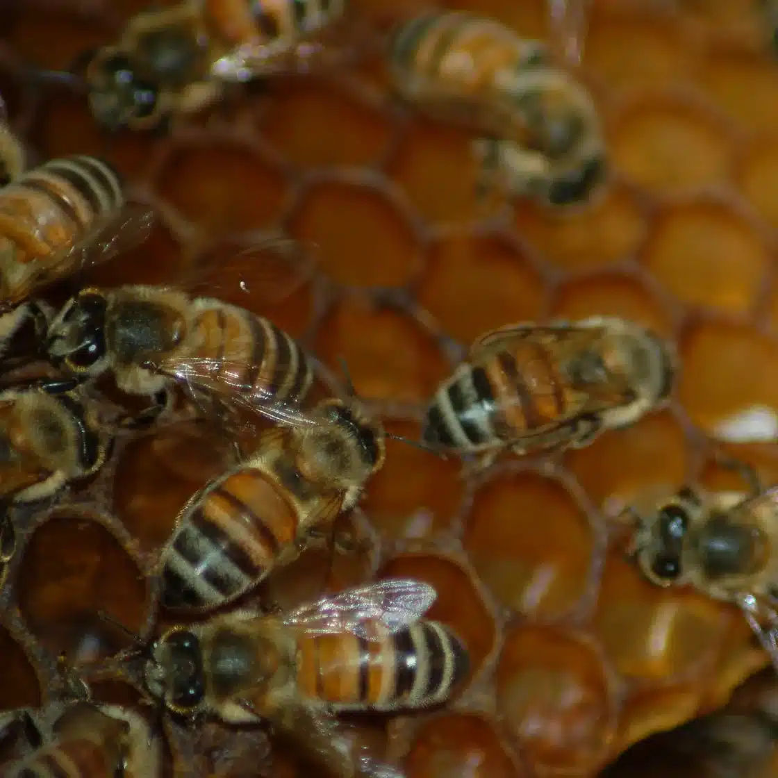Honey bees crowding over golden comb inside an established colony