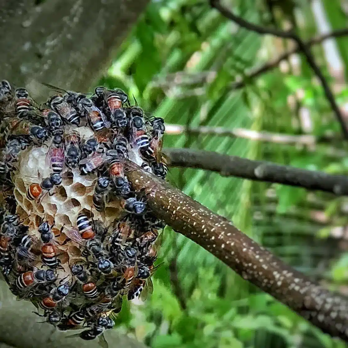 Wasp nest on a branch with wasps swarming over it