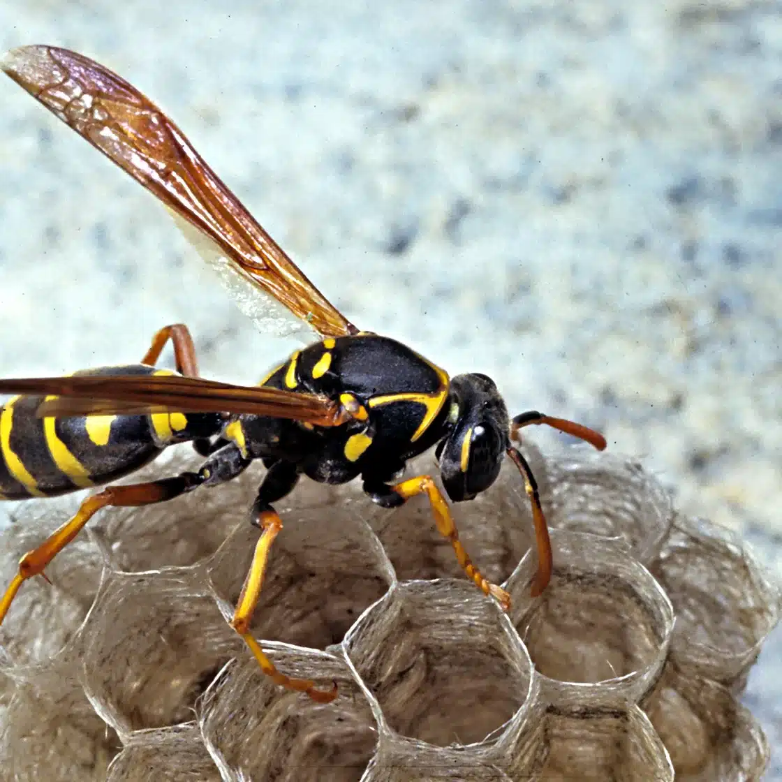 Paper wasp standing on its grey paper comb