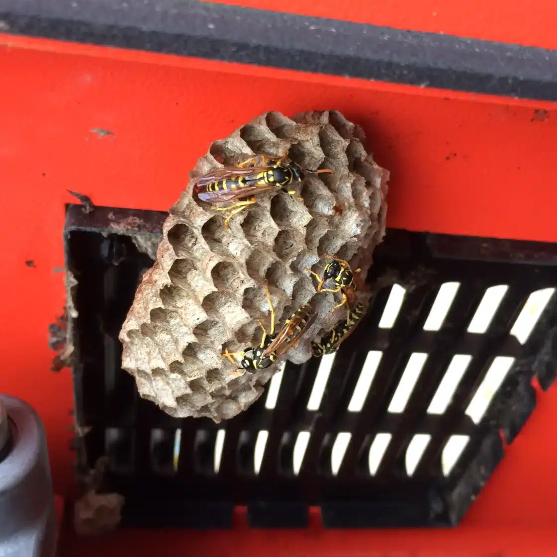 Paper wasp nest with wasps built against a vent grille