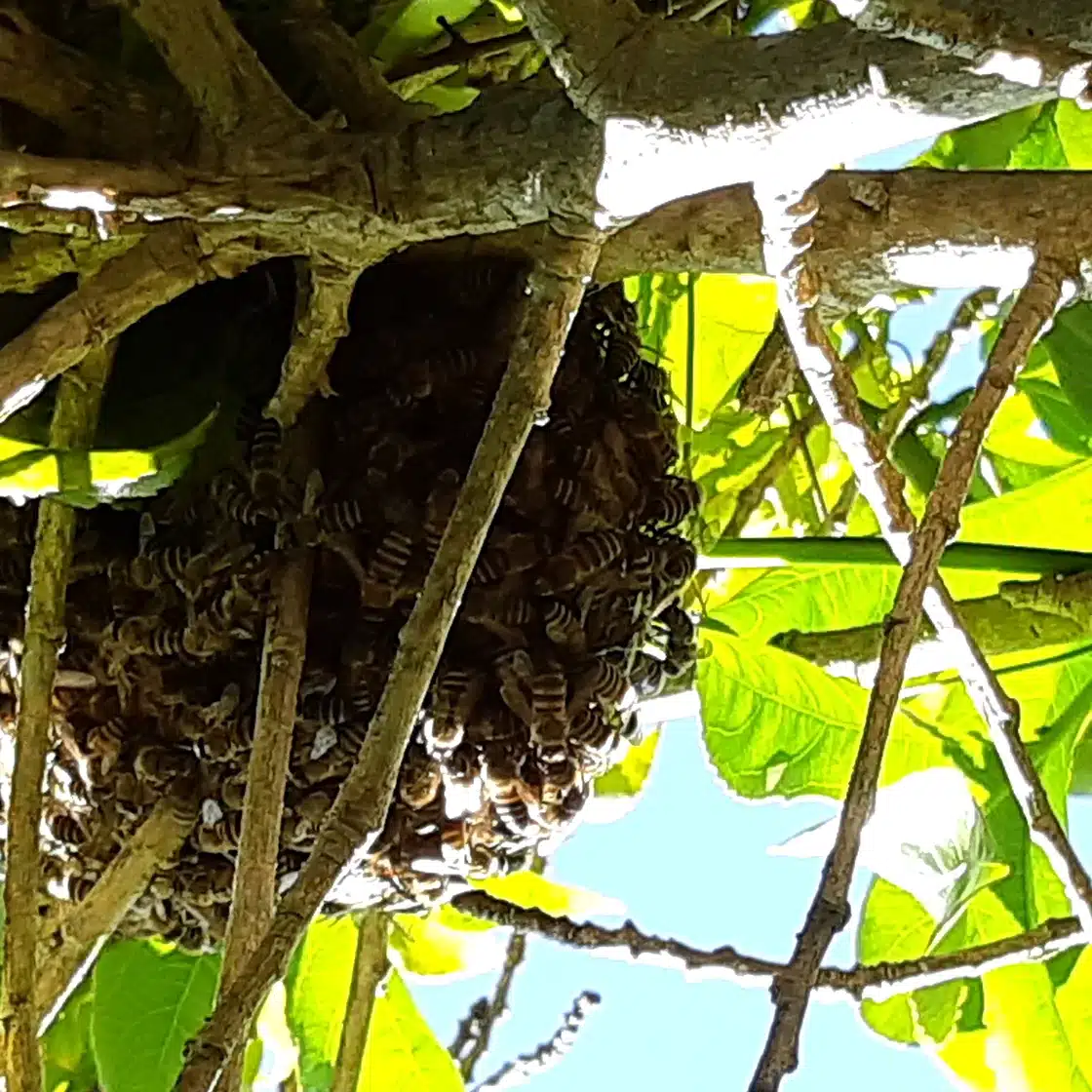 Hanging honey bee swarm in a leafy tree