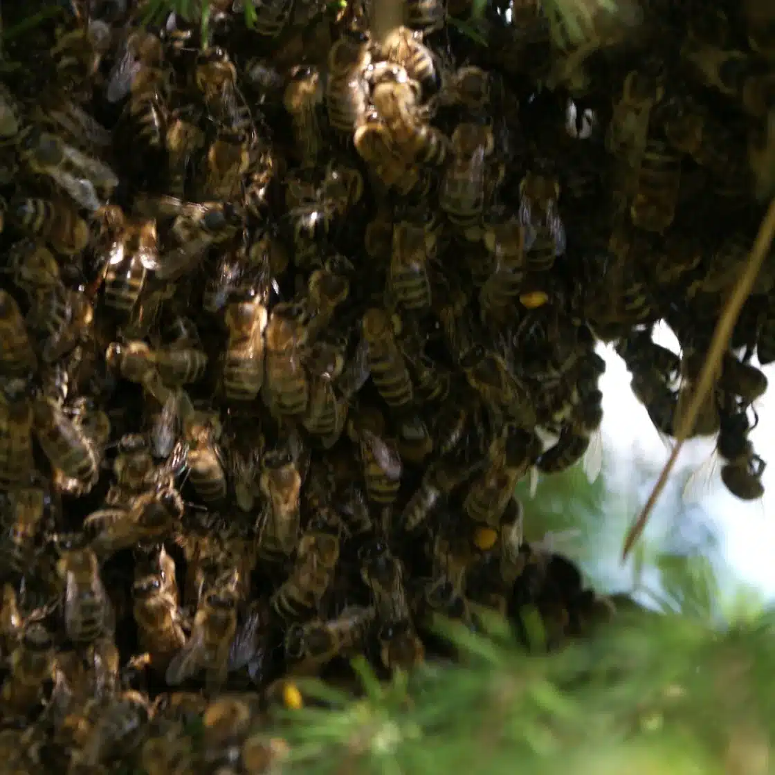 Dense mass of honey bees, the size of a colony in a wall