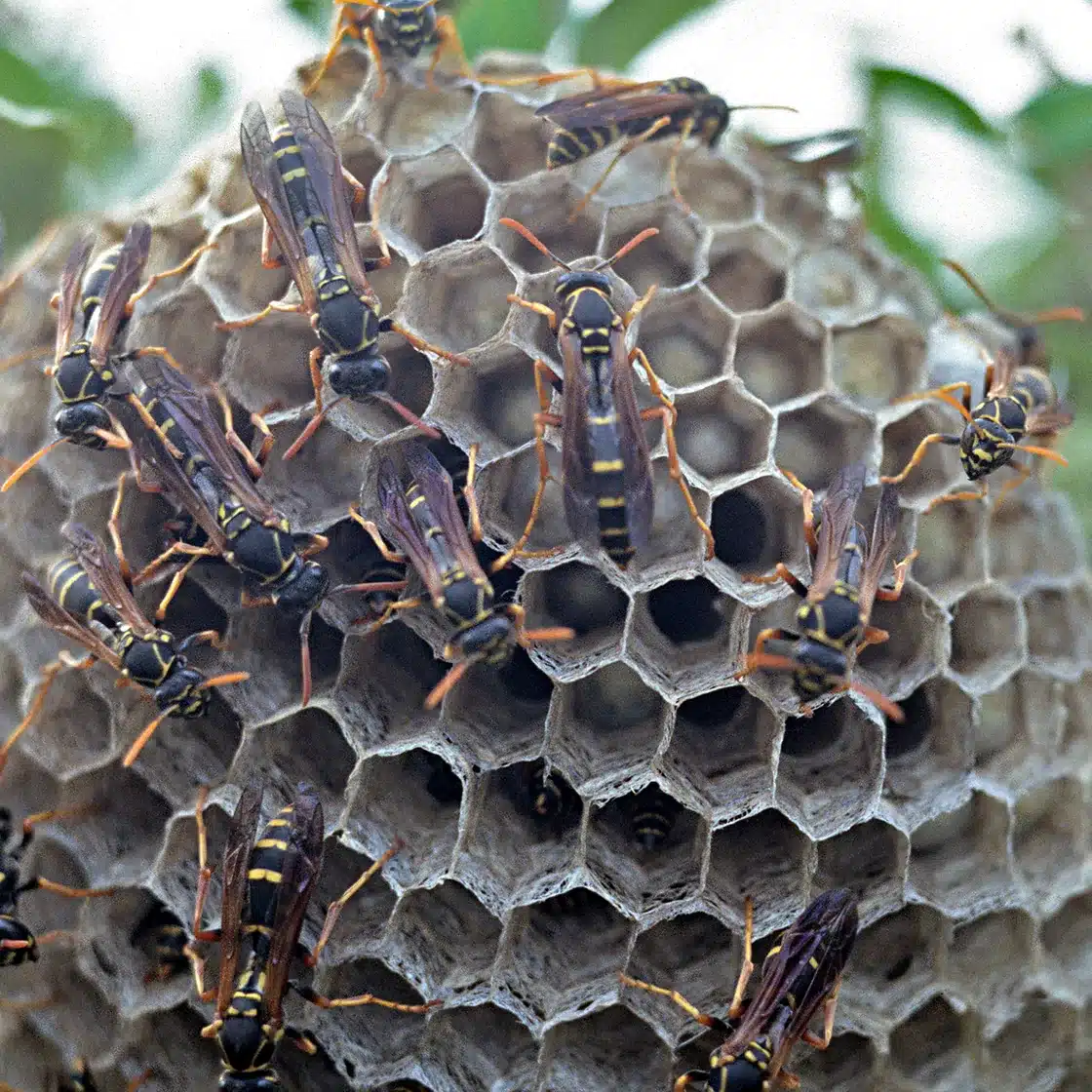 Dozens of wasps covering a round paper nest in a shrub