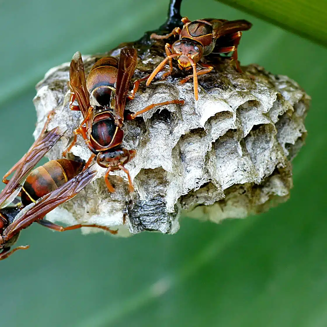 Paper wasps guarding a nest hanging under a leaf