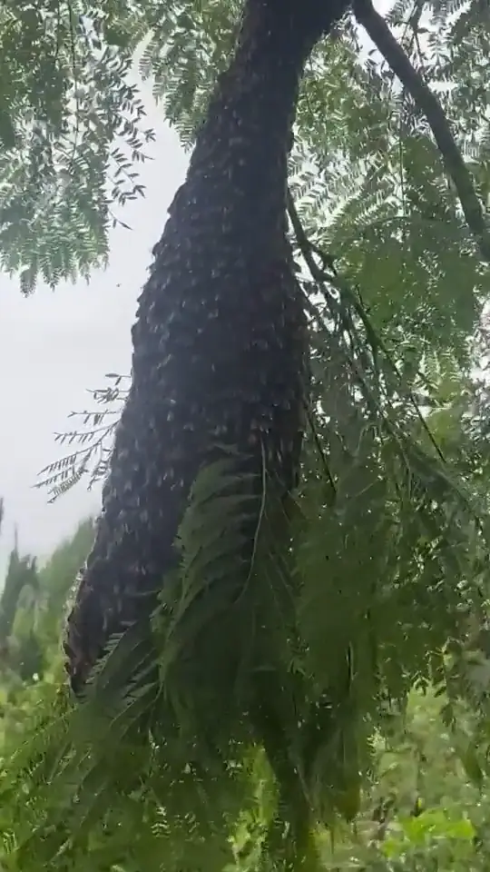 A bee swarm